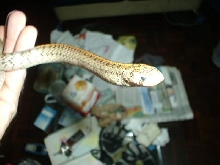 Dinodon's kukri snake 2nd shot